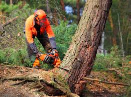 Best Emergency Tree Removal  in South Monrovia Island, CA